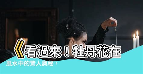 牡丹花風水|如何擺放牡丹提升家居財運？